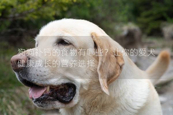 狗狗补钙的食物有哪些？让你的爱犬健康成长的营养选择