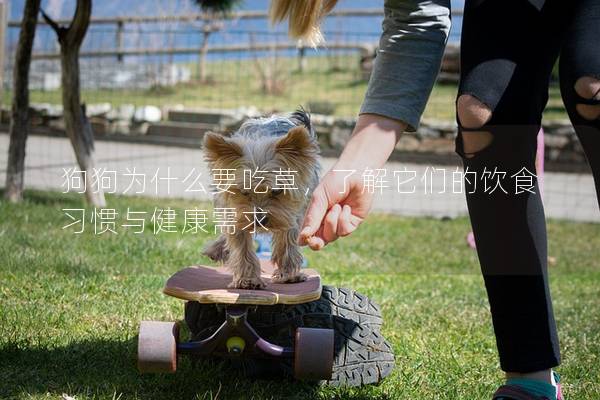 狗狗为什么要吃草，了解它们的饮食习惯与健康需求