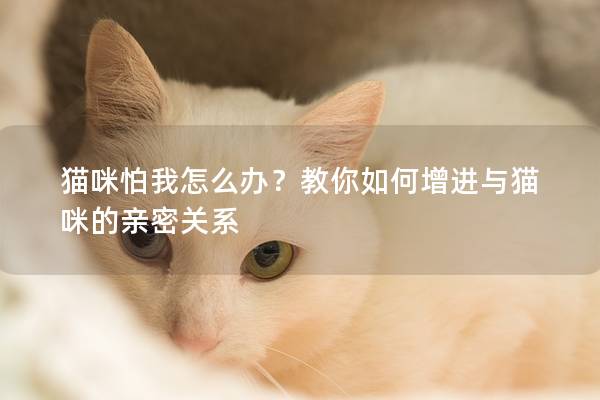猫咪怕我怎么办？教你如何增进与猫咪的亲密关系