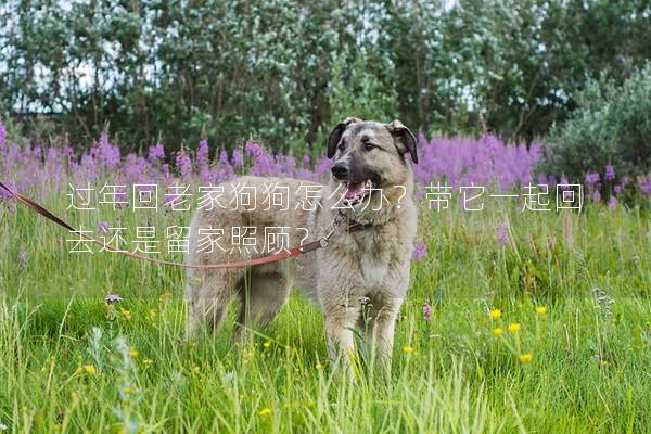 过年回老家狗狗怎么办？带它一起回去还是留家照顾？