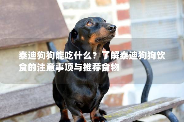 泰迪狗狗能吃什么？了解泰迪狗狗饮食的注意事项与推荐食物