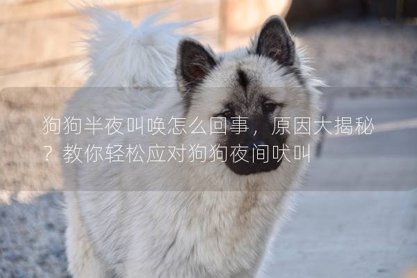 狗狗半夜叫唤怎么回事，原因大揭秘？教你轻松应对狗狗夜间吠叫