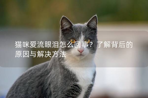 猫咪爱流眼泪怎么回事？了解背后的原因与解决方法