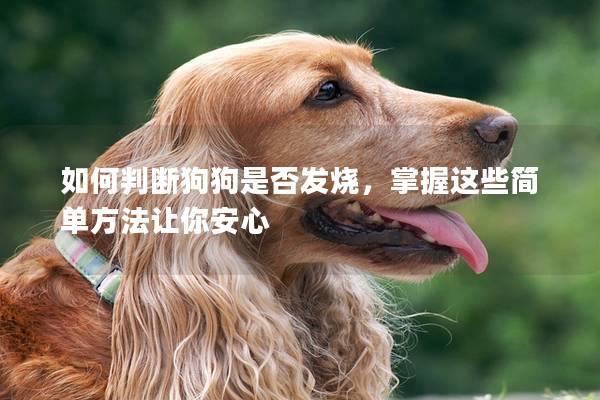如何判断狗狗是否发烧，掌握这些简单方法让你安心