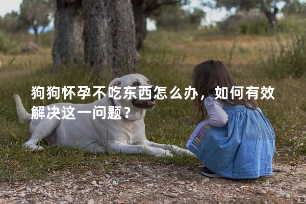狗狗怀孕不吃东西怎么办，如何有效解决这一问题？