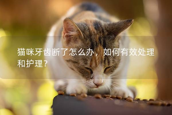 猫咪牙齿断了怎么办，如何有效处理和护理？