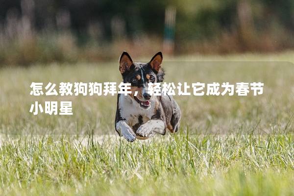怎么教狗狗拜年，轻松让它成为春节小明星