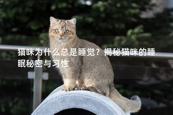 猫咪为什么总是睡觉？揭秘猫咪的睡眠秘密与习性