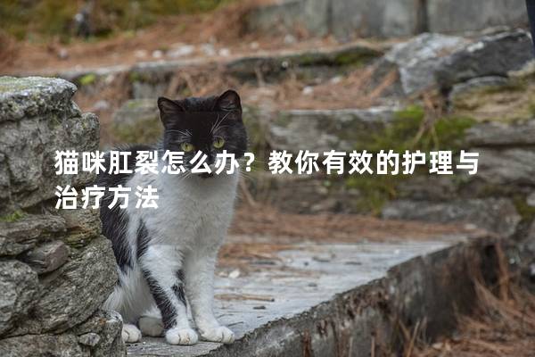 猫咪肛裂怎么办？教你有效的护理与治疗方法