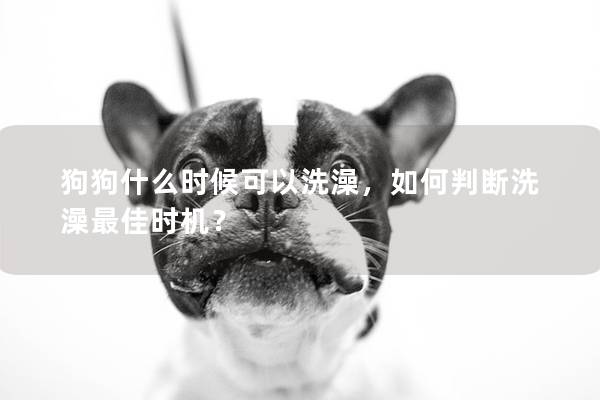 狗狗什么时候可以洗澡，如何判断洗澡最佳时机？