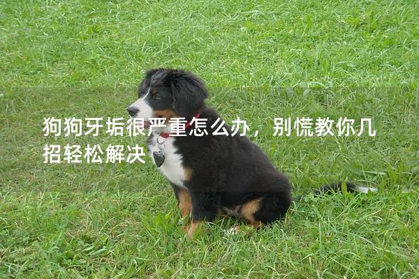 狗狗牙垢很严重怎么办，别慌教你几招轻松解决