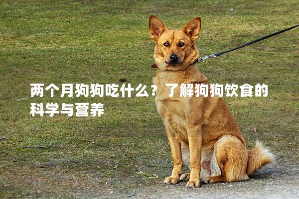 两个月狗狗吃什么？了解狗狗饮食的科学与营养