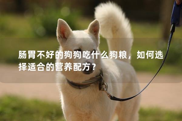 肠胃不好的狗狗吃什么狗粮，如何选择适合的营养配方？