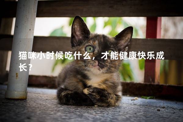 猫咪小时候吃什么，才能健康快乐成长？