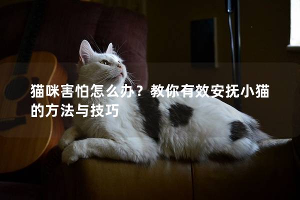 猫咪害怕怎么办？教你有效安抚小猫的方法与技巧