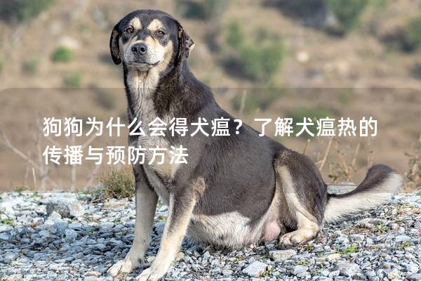 狗狗为什么会得犬瘟？了解犬瘟热的传播与预防方法