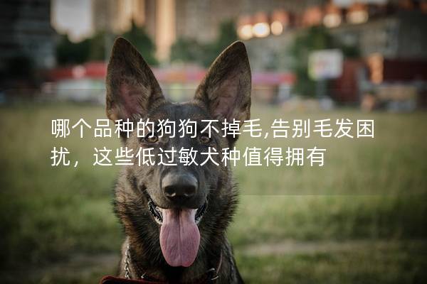 哪个品种的狗狗不掉毛,告别毛发困扰，这些低过敏犬种值得拥有