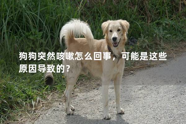 狗狗突然咳嗽怎么回事，可能是这些原因导致的？
