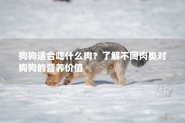 狗狗适合吃什么肉？了解不同肉类对狗狗的营养价值