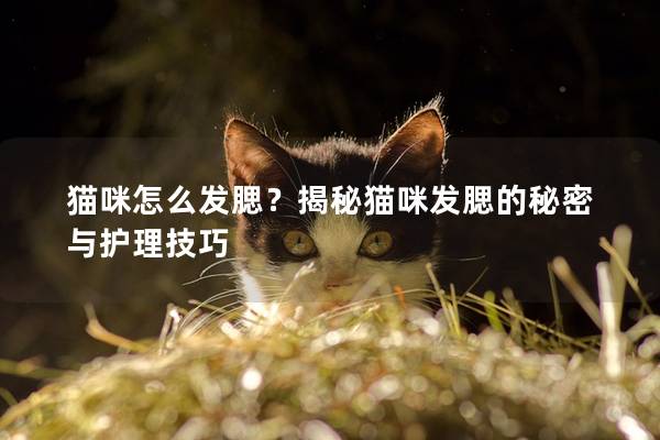 猫咪怎么发腮？揭秘猫咪发腮的秘密与护理技巧