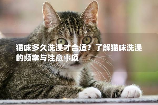 猫咪多久洗澡才合适？了解猫咪洗澡的频率与注意事项