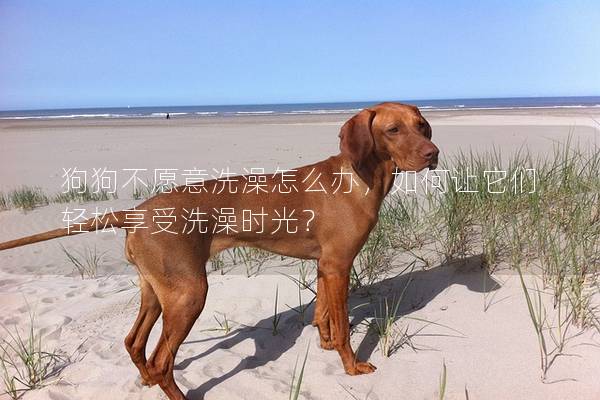 狗狗不愿意洗澡怎么办，如何让它们轻松享受洗澡时光？
