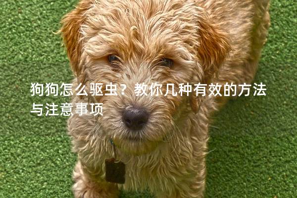 狗狗怎么驱虫？教你几种有效的方法与注意事项