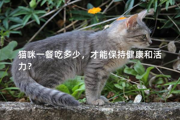 猫咪一餐吃多少，才能保持健康和活力？