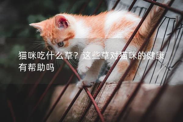 猫咪吃什么草？这些草对猫咪的健康有帮助吗