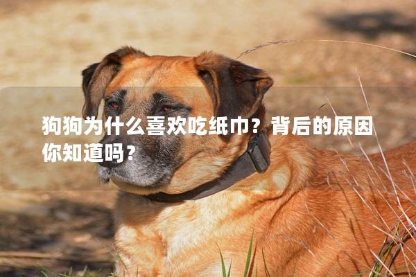狗狗为什么喜欢吃纸巾？背后的原因你知道吗？