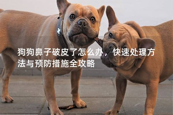 狗狗鼻子破皮了怎么办，快速处理方法与预防措施全攻略