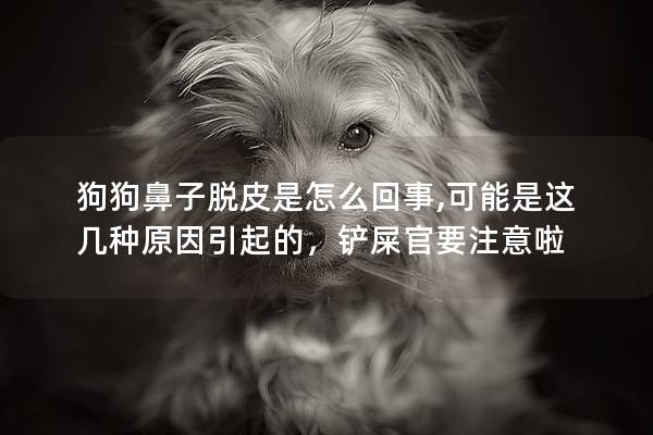狗狗鼻子脱皮是怎么回事,可能是这几种原因引起的，铲屎官要注意啦