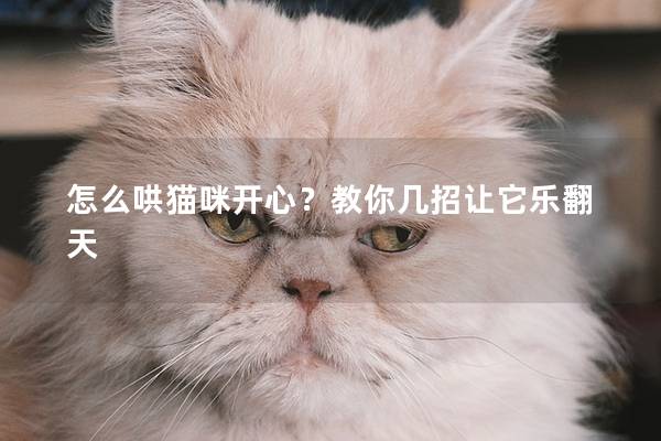 怎么哄猫咪开心？教你几招让它乐翻天