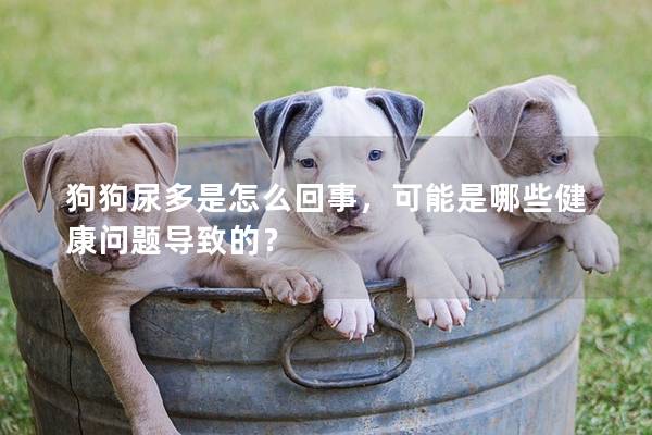狗狗尿多是怎么回事，可能是哪些健康问题导致的？