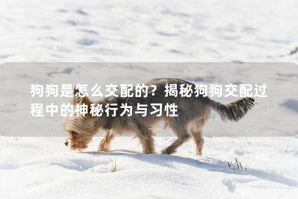 狗狗是怎么交配的？揭秘狗狗交配过程中的神秘行为与习性