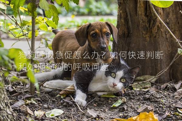 狗狗呼吸急促怎么办？如何快速判断和处理狗狗的呼吸问题
