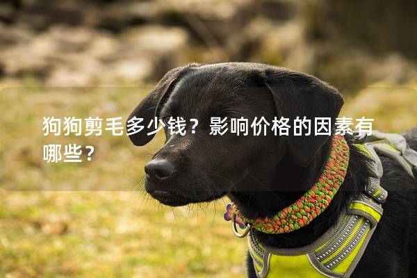 狗狗剪毛多少钱？影响价格的因素有哪些？