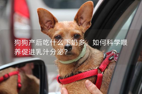 狗狗产后吃什么下奶多，如何科学喂养促进乳汁分泌？