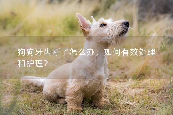 狗狗牙齿断了怎么办，如何有效处理和护理？