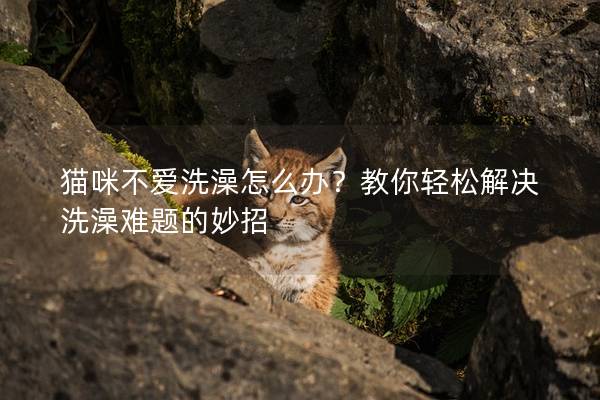 猫咪不爱洗澡怎么办？教你轻松解决洗澡难题的妙招