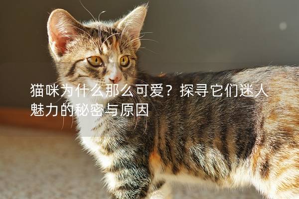 猫咪为什么那么可爱？探寻它们迷人魅力的秘密与原因