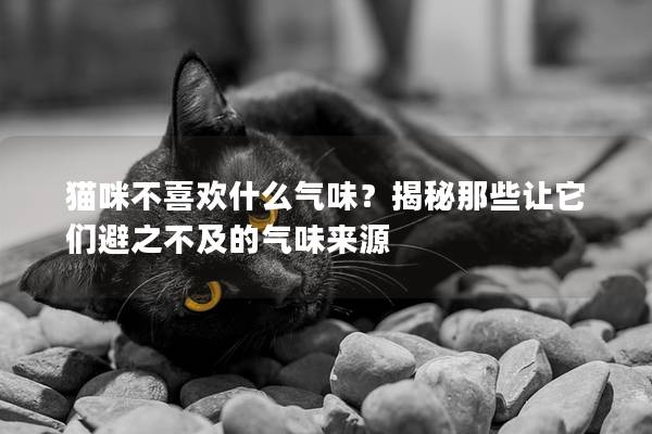 猫咪不喜欢什么气味？揭秘那些让它们避之不及的气味来源
