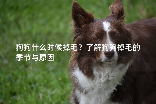 狗狗什么时候掉毛？了解狗狗掉毛的季节与原因