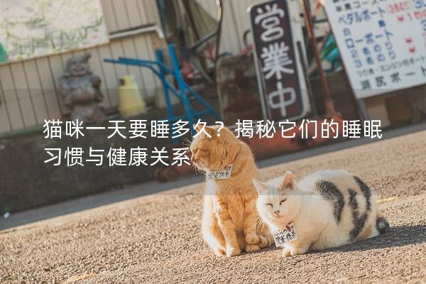 猫咪一天要睡多久？揭秘它们的睡眠习惯与健康关系
