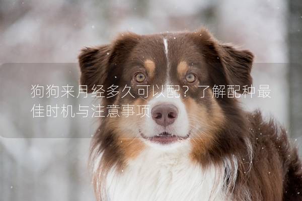 狗狗来月经多久可以配？了解配种最佳时机与注意事项