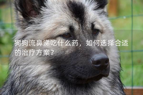 狗狗流鼻涕吃什么药，如何选择合适的治疗方案？