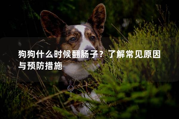 狗狗什么时候翻肠子？了解常见原因与预防措施