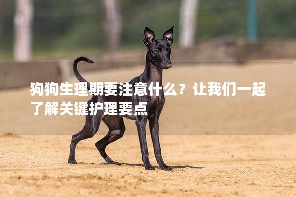 狗狗生理期要注意什么？让我们一起了解关键护理要点