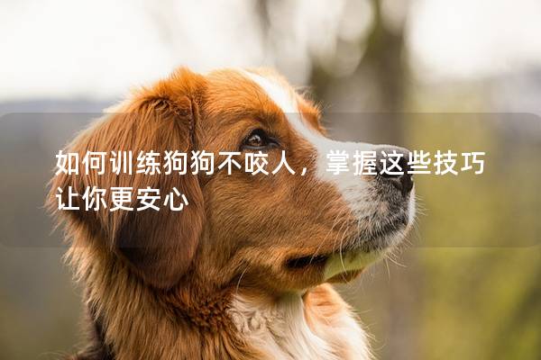 如何训练狗狗不咬人，掌握这些技巧让你更安心