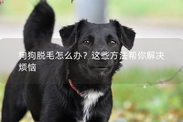 狗狗脱毛怎么办？这些方法帮你解决烦恼
